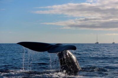 From Machico: Madeira Whale and Dolphin Watching Boat Tour - Before you sail: safety briefing with a marine biologist