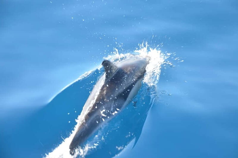 From Morro Jable: Dolphin and Whale Watching and Snorkelling - Getting There: South-Island Pickup and Port Departure