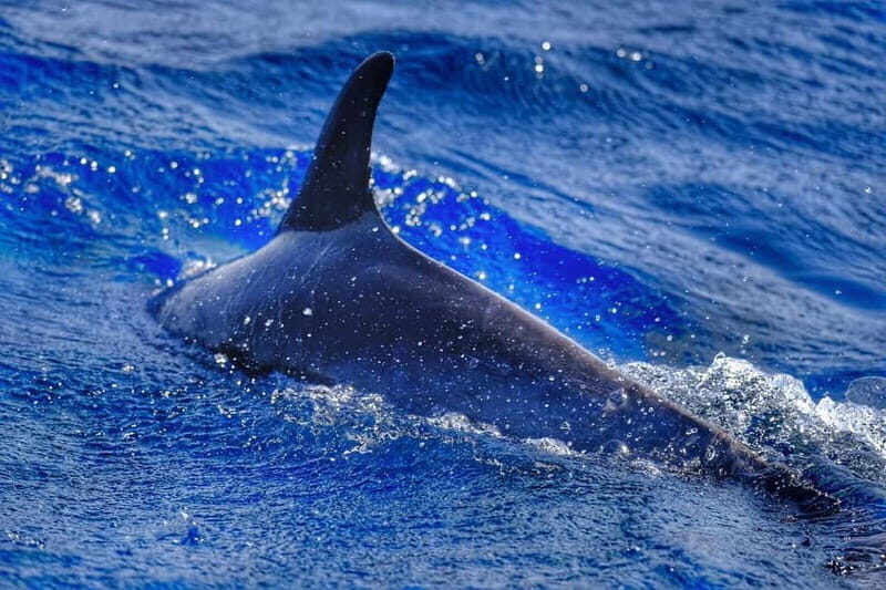 From Morro Jable: Dolphin and Whale Watching and Snorkelling - Wildlife Spotting With Real-Time Guidance (Dolphins and Whales)