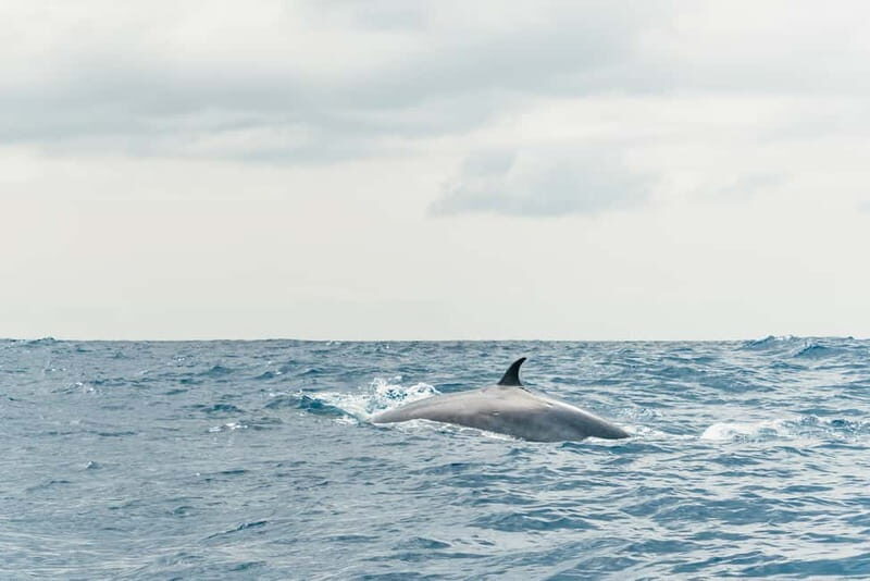 From Morro Jable: Dolphin and Whale Watching and Snorkelling - Who This Tour Suits Best (and Who Should Skip It)