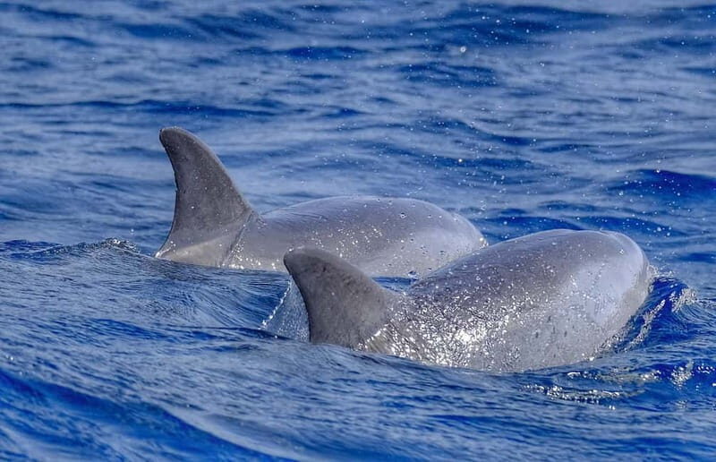 From Morro Jable: Dolphin and Whale Watching and Snorkelling - The Speedboat Ride on the Atlantic: Thrill, Spray, and Sea Time