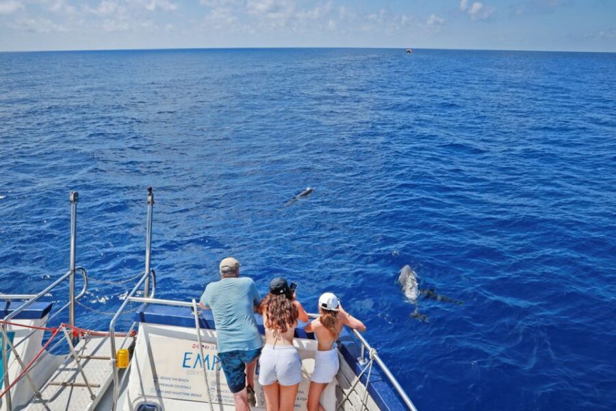 From Palma: 3-Hour Morning Dolphin Watching Boat Tour - Environment and Respect at Sea