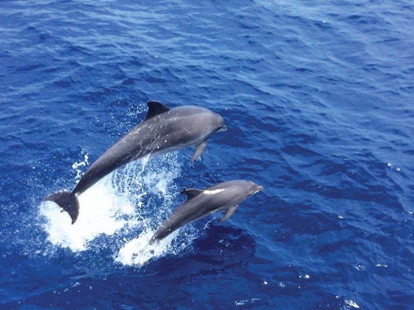 From Palma: 3-Hour Morning Dolphin Watching Boat Tour - What a 3-Hour Morning Actually Includes (And How It Feels)