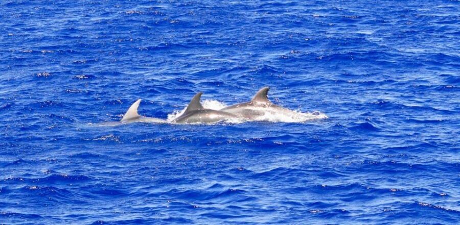 From Palma: 3-Hour Morning Dolphin Watching Boat Tour - Swim Stop in a Cove: Snorkel Gear and How to Make the Most of It