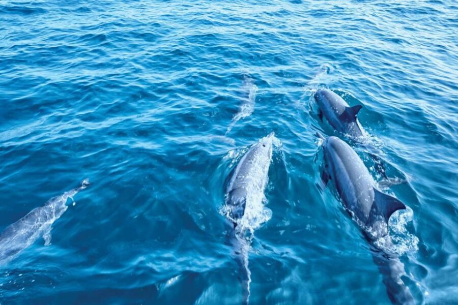 From Palma: 3-Hour Morning Dolphin Watching Boat Tour - Who This Tour Suits Best (And Who Should Skip It)