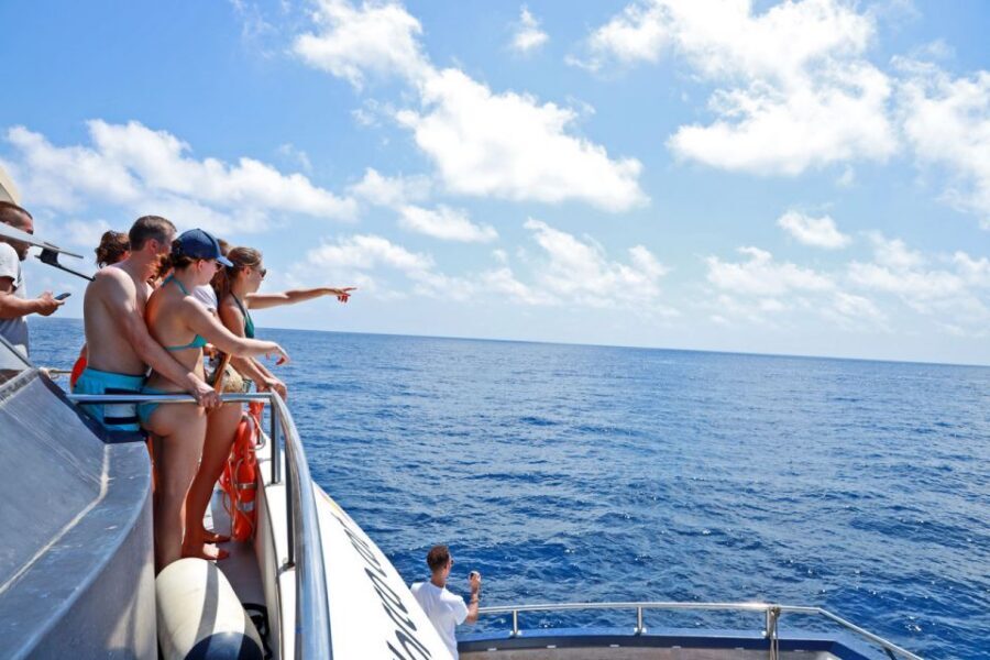 From Palma: 3-Hour Morning Dolphin Watching Boat Tour - Timing Tips That Save You Stress