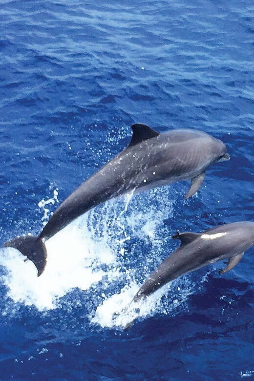From Palma: Afternoon Dolphin-Watching Boat Tour - Should You Book This Afternoon Dolphin-Watching Speedboat?