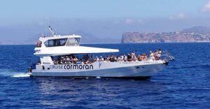 From Palma: Afternoon Dolphin-Watching Boat Tour - From Palma Out to Open Sea: How the Ride Unfolds