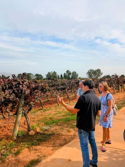 From Palma de Mallorca: Private Wine and Local Flavors Tour - Key highlights worth your attention
