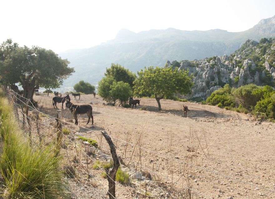 From Palma: Serra Tramuntana and Lluc Monastery Guided Tour - Puerto de Sóller to Soller Old Town by Tram: Pretty Views, Easy Momentum