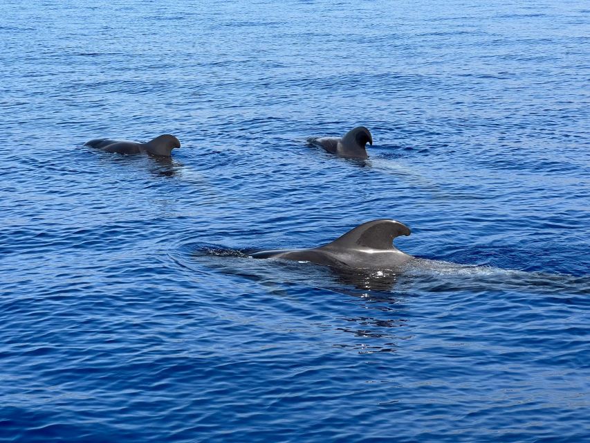 From Playa San Juan: Whale Watching, Gigantes, and Masca Bay - What a cetacean search day feels like (and why it matters)