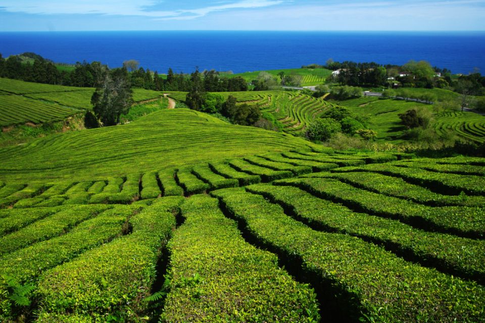 From Ponta Delgada: Lagoa do Fogo & Hot Springs Day Trip - Viewpoints and guides: why the small-group factor matters on São Miguel