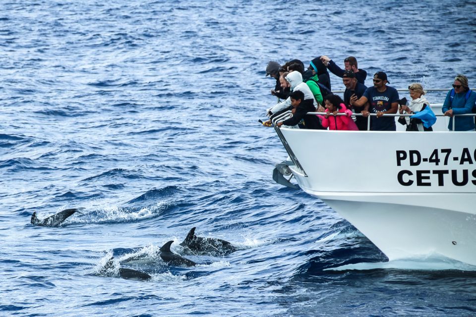 From Ponta Delgada: Whale and Dolphin Watching Trip - Key things I’d note before you go
