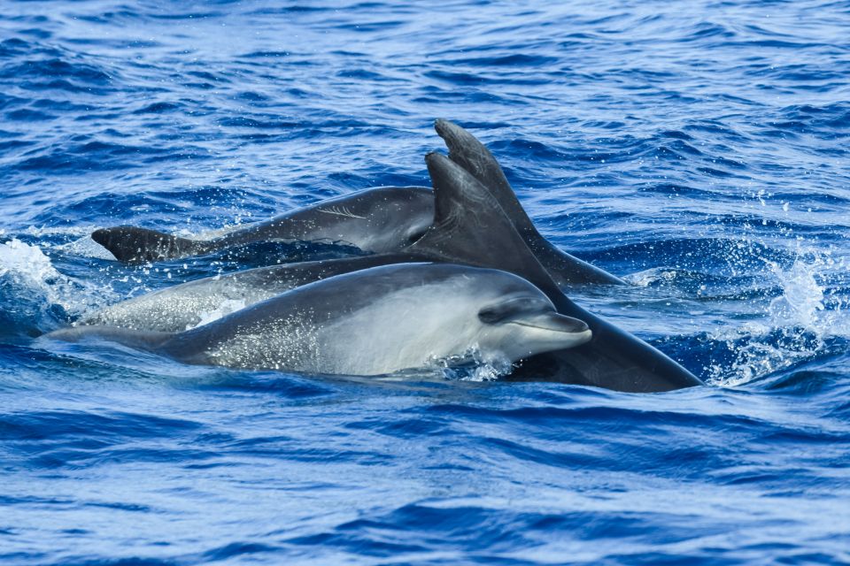 From Ponta Delgada: Whale and Dolphin Watching Trip - Sailing out from Portas do Mar: What “3 hours” really feels like