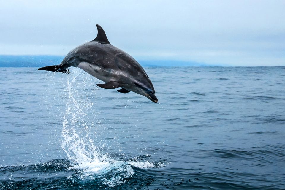 From Ponta Delgada: Whale and Dolphin Watching Trip - Comfort tips that make or break a dolphin-and-whale day