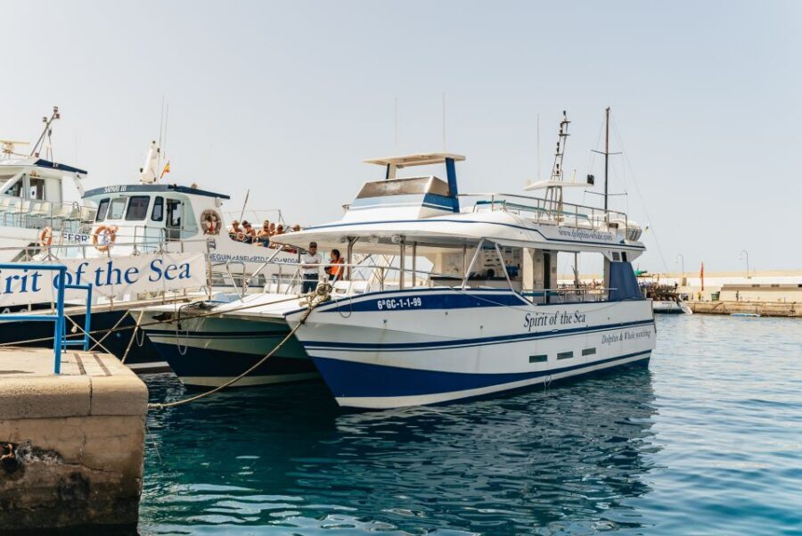 From Puerto Rico de Gran Canaria: Dolphin Watching Cruise - Spirit of the Sea: A 97-Guest Catamaran With Underwater Viewing