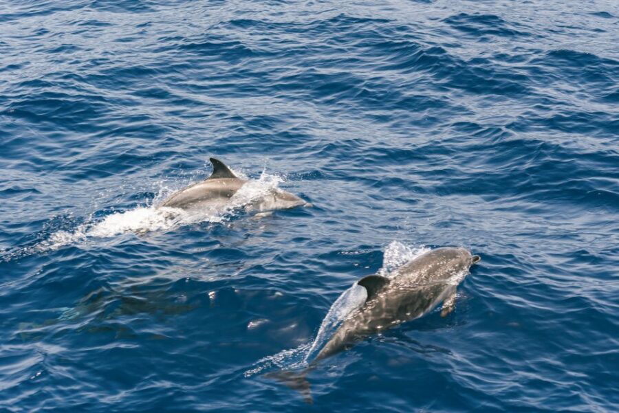 From Puerto Rico de Gran Canaria: Dolphin Watching Cruise - The 2.5-Hour Dolphin Search: What Happens While You’re on the Water