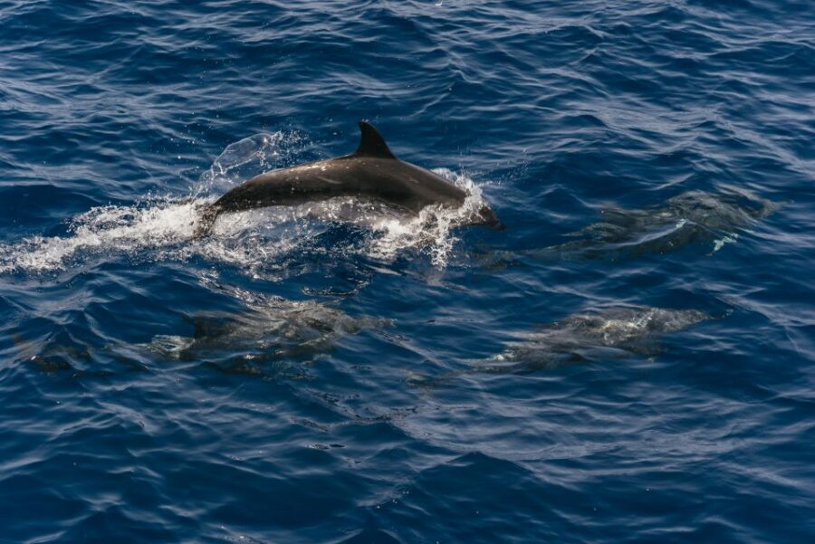 From Puerto Rico de Gran Canaria: Dolphin Watching Cruise - Getting to Puerto Base: Transfers From the Southern Coast
