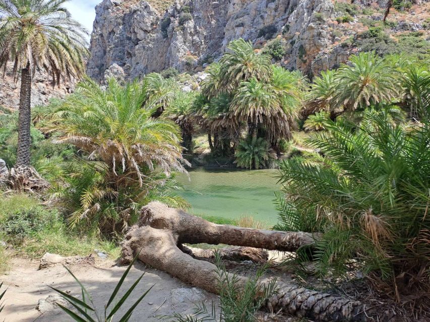 From Rethymno: Kourtaliotiko, Preveli Palm Beach, & Damnoni - Who Should Book This Tour (and Who Should Skip It)