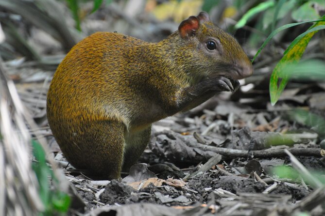 From San José: Carara National Park and Tárcoles River Tour - Key highlights worth planning around