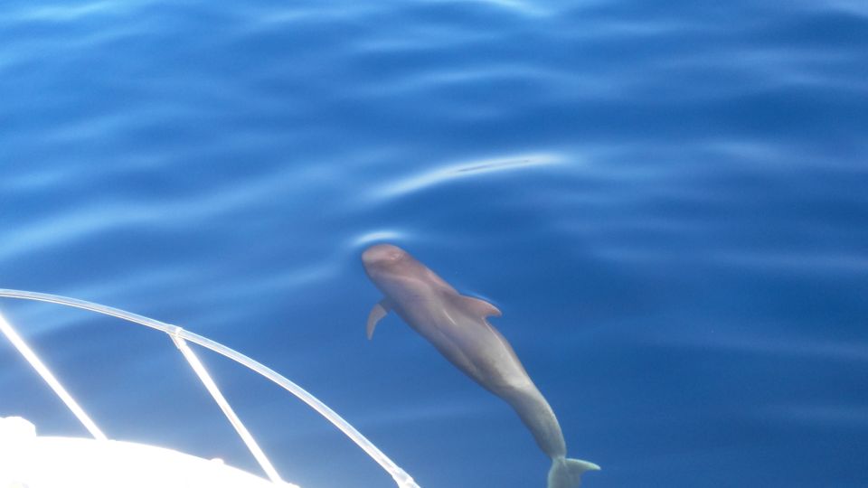 From San Juan beach : Marine Life Cruise - Key things I’d circle before you go