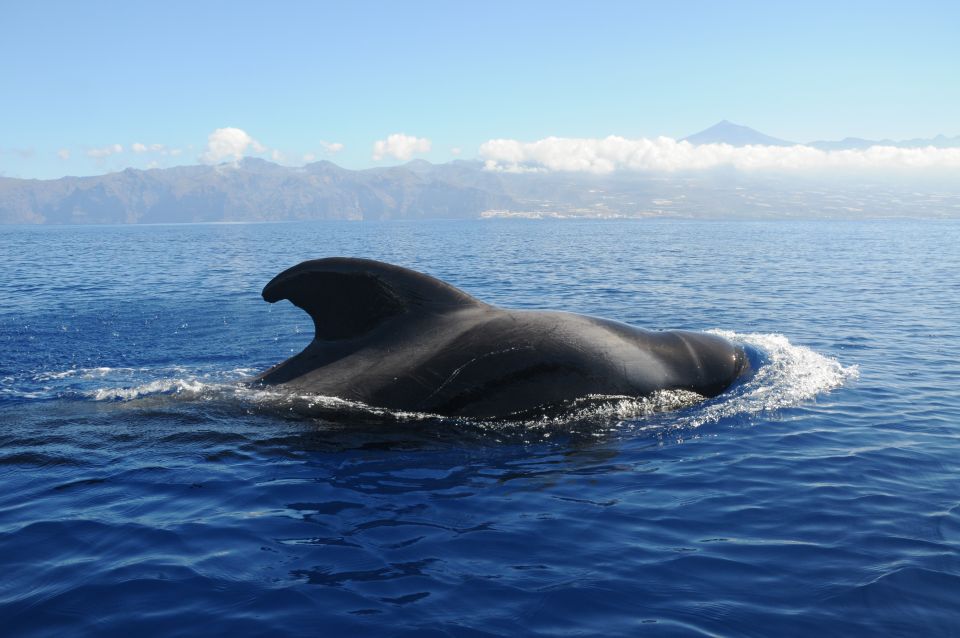 From San Juan beach : Marine Life Cruise - Sea Passion Tenerife: Comfortable Boat, Captain-Led Spotting