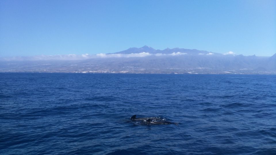 From San Juan beach : Marine Life Cruise - Snorkeling Masks, Swimming Moments, and When Weather Wins