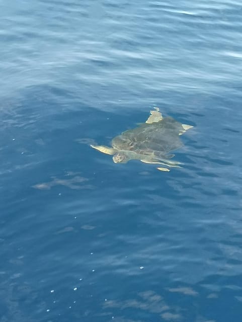 From San Juan beach : Marine Life Cruise - The Captain’s Talk: Science, Weather, and Local Context