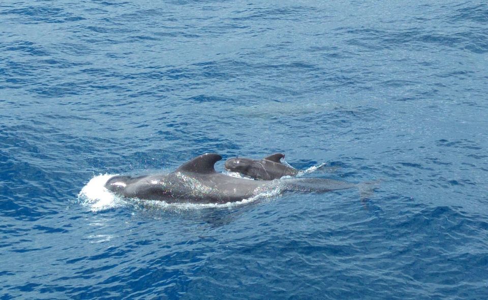 From San Juan beach : Marine Life Cruise - What You’ll See: Pilot Whales, Dolphins, Turtles, and Tuna Schools