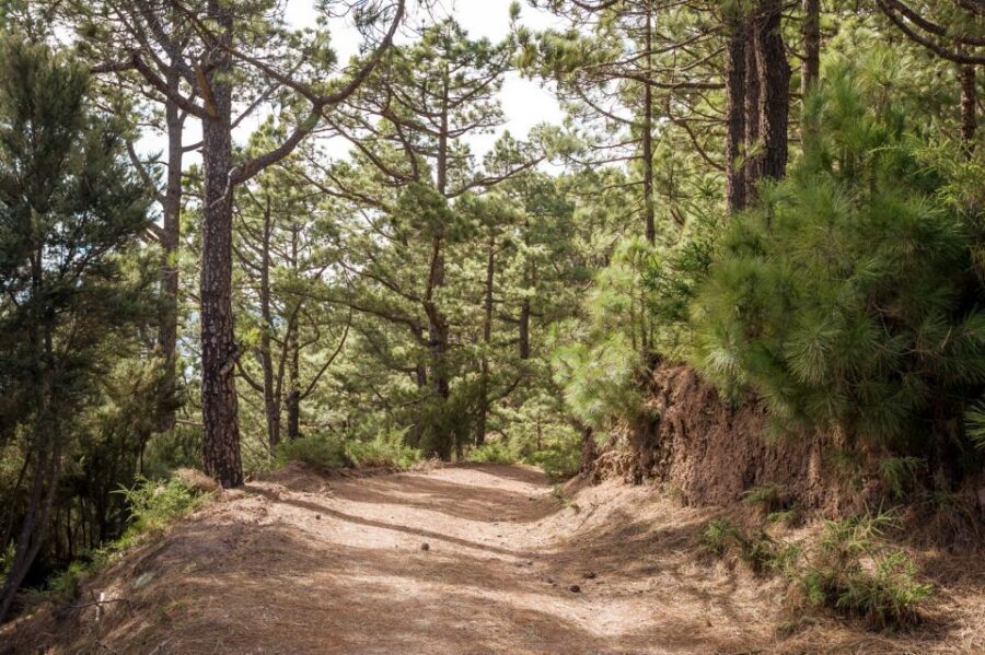 From Santa Cruz: Teide Volcano, Icod, & Garachico Tour - Food and drinks: plan for lunch on your own