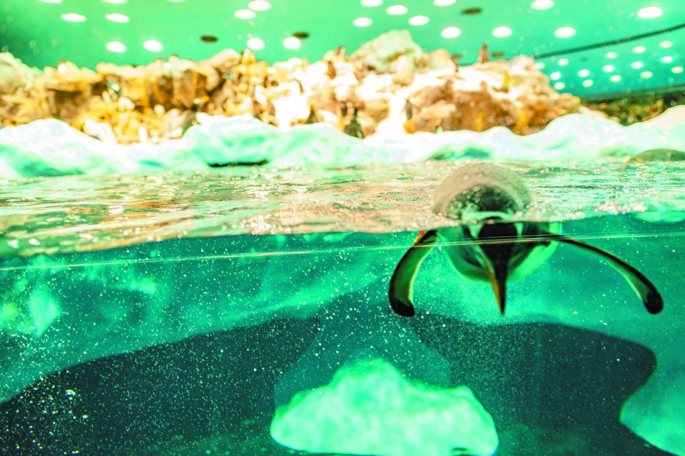 From South Tenerife: Loro Park Zoo Ticket & Hotel Transfers - Key things to know before you go