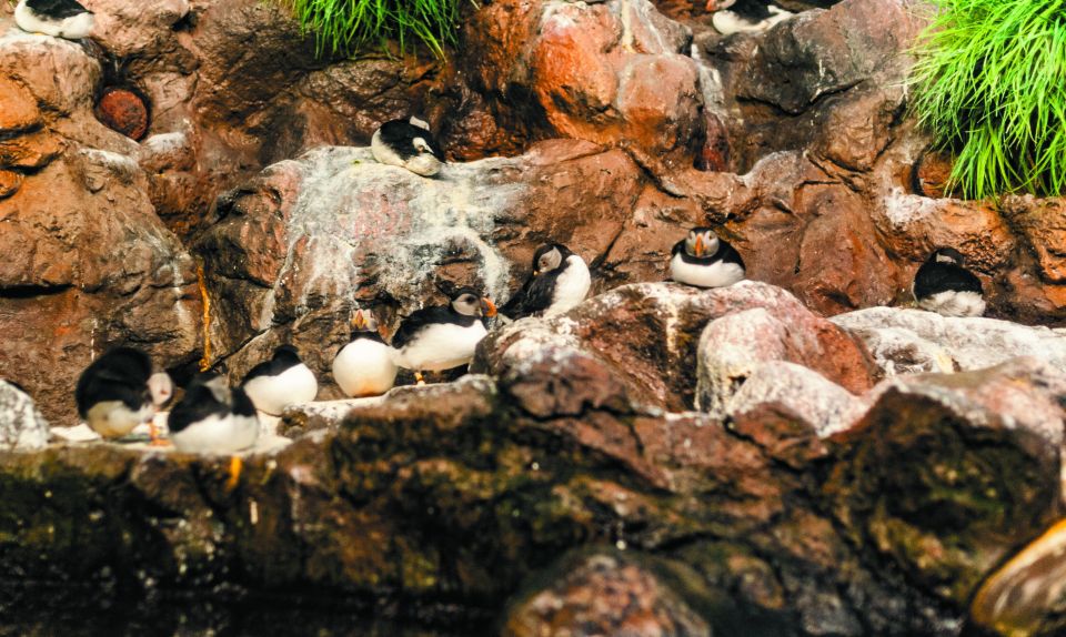 From South Tenerife: Loro Park Zoo Ticket & Hotel Transfers - Katandra TreeTops: hanging bridges and bird-spotting routes