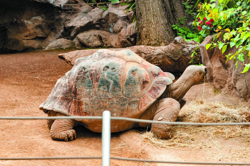 From South Tenerife: Loro Park Zoo Ticket & Hotel Transfers - Food at the park: plan to spend less time, not just money