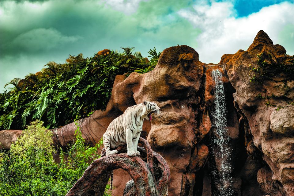 From South Tenerife: Loro Park Zoo Ticket & Hotel Transfers - Timing inside the park: how to avoid rushing