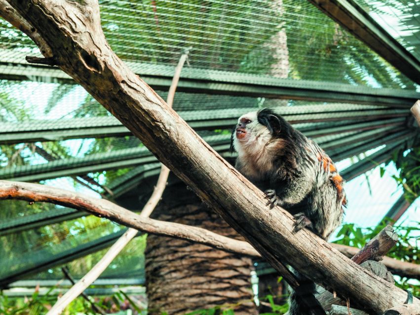 From South Tenerife: Loro Park Zoo Ticket & Hotel Transfers - Transfers and the coach ride: comfort, air conditioning, and real limits