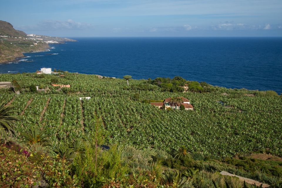 From South Tenerife: VIP Grand Tour Tenerife island - Garachico and Icod de los Vinos: north-coast sights with character