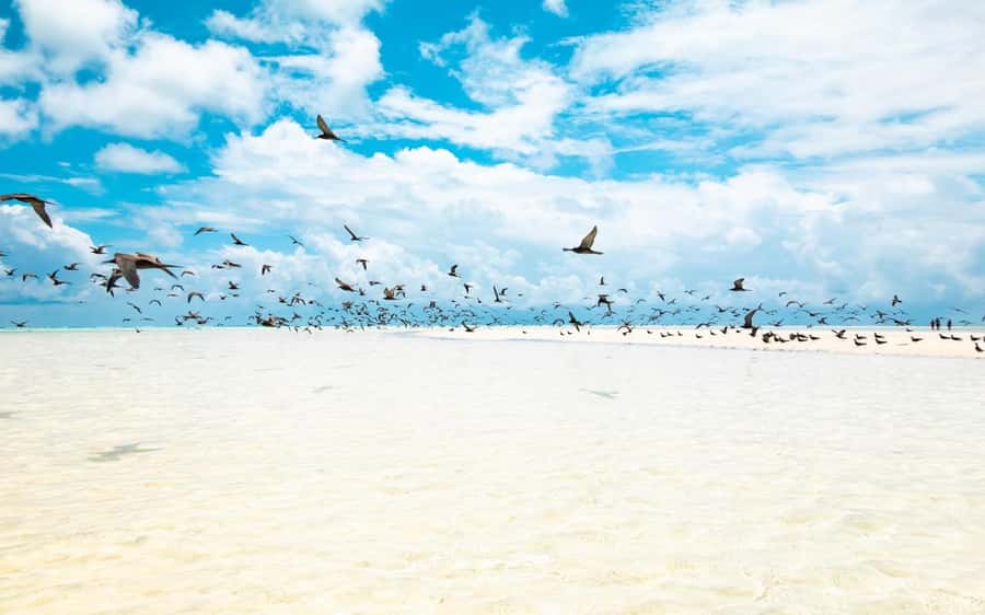 From Tahiti: Tetiaroa Island Tour by Sailing Catamaran - Lunch on island time: local flavors on a perfect schedule