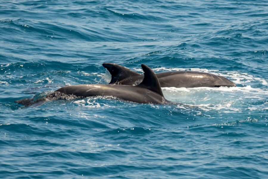 From the Port of Kos: Full Day Boat Cruise to 3 Islands - Who Should Book This (And Who Might Want a Different Option)