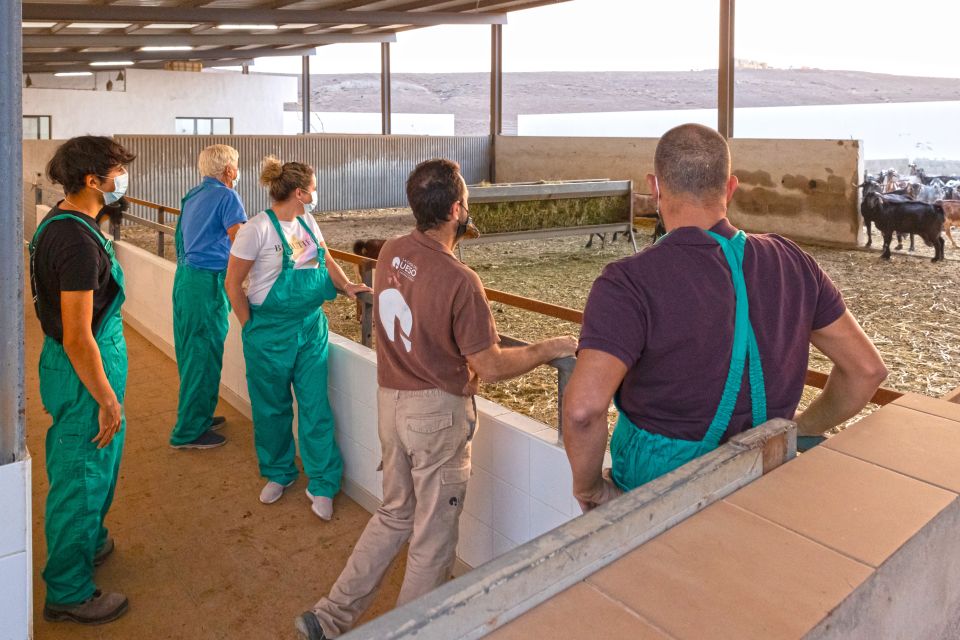 Fuerteventura: Artisan Goat's Cheese Making at Local Farm - Majorero goat cheese: why Fuerteventura takes it seriously
