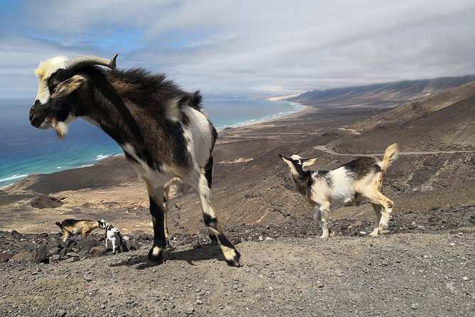 Fuerteventura: Cofete Beach and "Villa Winter" VIP Tour - What You’re Paying For: Value Behind the $66.52 Price