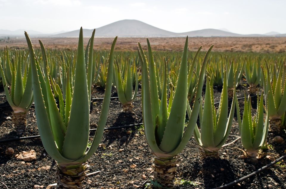 Fuerteventura: Discovery Tour - Mirador de los Guanches and the Oliva viewpoint push