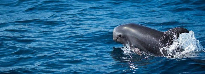 Fuerteventura: Dolphin watching and Lobo Island Combo Cruise - Wildlife Watching: What You’re Really Searching For
