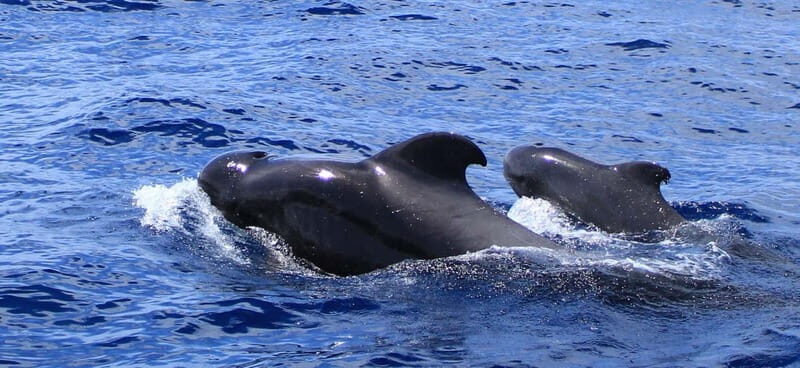 Fuerteventura: Dolphin watching and Lobo Island Combo Cruise - Corralejo Pickup and Your 5 Hours at Sea
