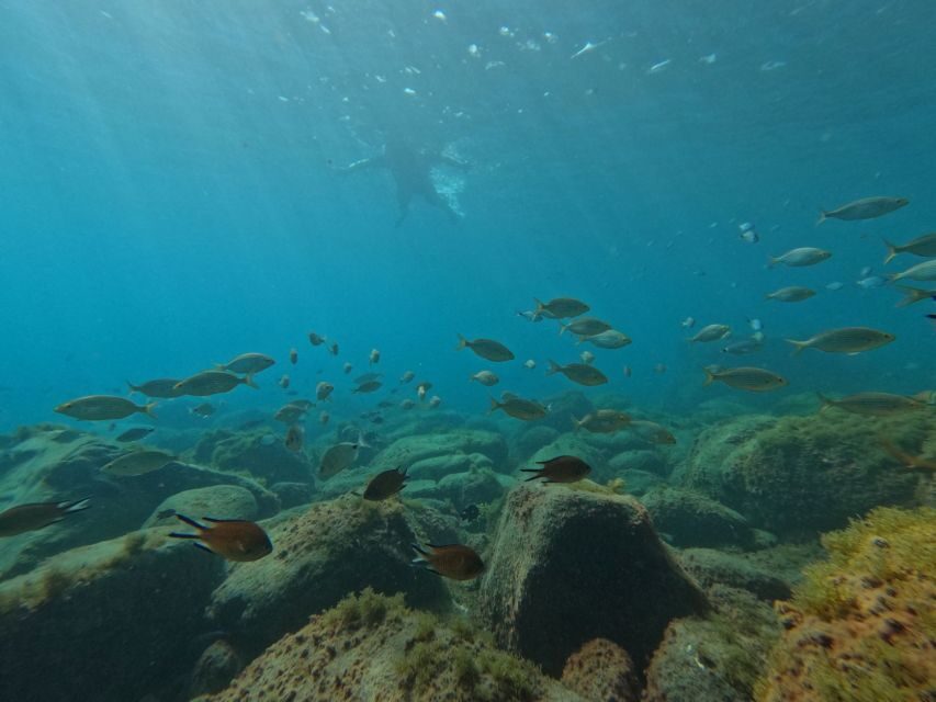 Fuerteventura: Guided Snorkeling in La Lajita with Pickup - Key things that make this snorkeling trip worth it