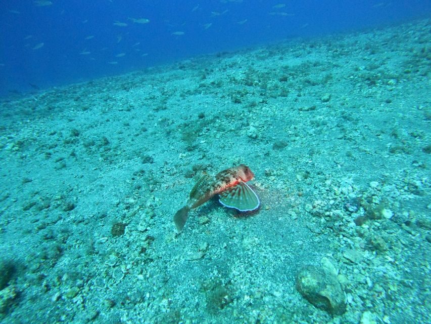 Fuerteventura: Guided Snorkeling in La Lajita with Pickup - What to bring so you’re comfortable from start to finish