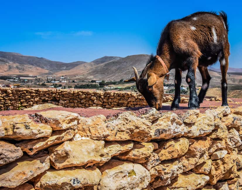 Fuerteventura: Guided Trekking Tour with Island Goats - Key highlights you’ll actually feel