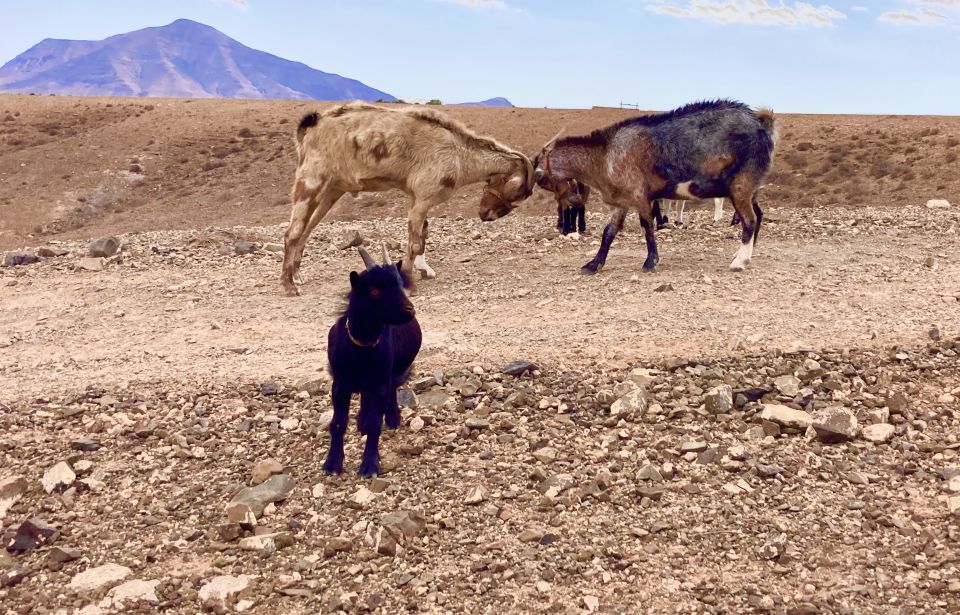 Fuerteventura: Guided Trekking Tour with Island Goats - Who should book this goat trekking tour