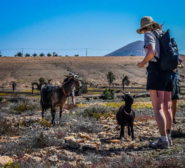 Fuerteventura: Guided Trekking Tour with Island Goats - Why Fuerteventura’s goats work better than a zoo visit
