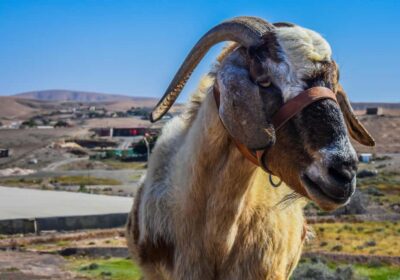 Fuerteventura: Guided Trekking Tour with Island Goats - Meeting points, the van ride, and how the 5-hour day flows