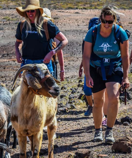 Fuerteventura: Guided Trekking Tour with Island Goats - Five goats, corn feeding, and the leash time you control
